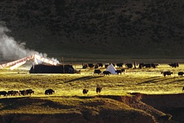 Nomads camp in Tibet, copyright Tim Roodenrys